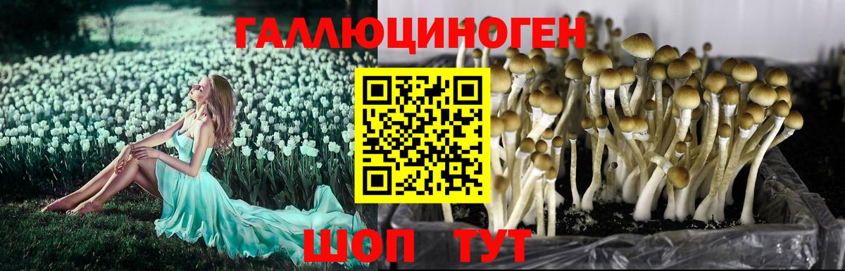 Галлюциногенные грибы Cubensis Богородск